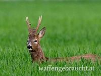 Pauschal Rehbockjagd in Brunft,  Ungarn 2024