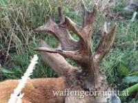 Rehbockjagd in Ost-Ungarn mit Buchungsrabatt!! Auch kapitale Böcke!