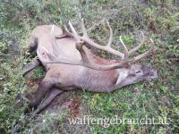 Rothirschjagd in Ungarn im Raum Budapest-Nord