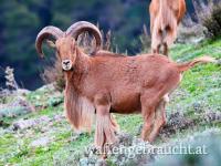 Jagd auf Mähnenspringer in Spanien