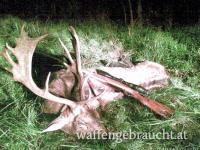 Damhirschjagd in Ungarn im Raum Budapest, 2022