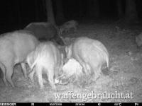 Revieranteil auf Sauen und Hochwild ab sofort !!!Bereits vergeben !!!!!!!!