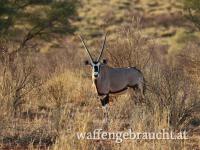 Jagen auf Plainsgame- Namibia