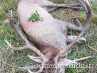 Rothirschjagd in Ungarn neben Gemenc