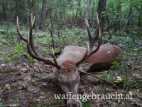 Rothirschjagd in Ungarn im Raum Budapest-Nord