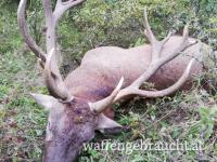 Rothirschjagd in Ungarn im Raum Budapest-Nord