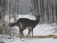 Damhirschjagd in Ungarn im Raum Budapest-Süd. 2022. Dec. 12 - 