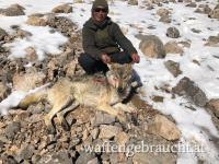Wolfsjagd in Kirgistan
