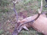 Abschusshirsch, Rotkahlwild und Schwarzwildjagd in Westungarn, in Komität Zala