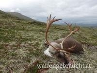 Rentierjagd in Norwegen