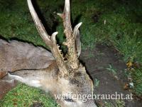 Rehbockjagd in Ungarn im Raum Budapest