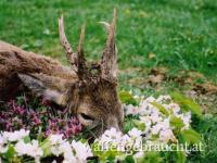 Rehbockjagd in Ungarn im Raum Budapest-Süd