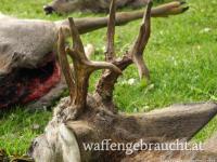 Rehbockjagd in Ungarn im Raum Baudapest-Süd