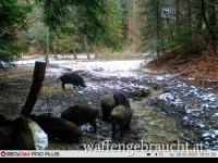 Such noch mit Jäger für unser privates Jagdreviere in Kroatien. 