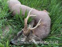 Rehebockjagd in der Brunftzeit