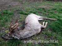Rehbockjagd in Ungarn 