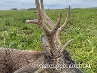 Rehbockjagd in Ungarn