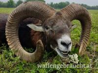Jagd auf kapitale Muffelwidder (85 cm - 100 cm) in einem Wildpark (300 ha) in der Ostslowakei.