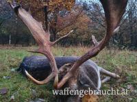 Jagd auf kapitale Damschaufler (4 kg - 5,5 kg) in einem Wildpark (300 ha) in der Ostslowakei.