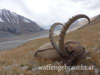 Mittelasiatischer Steinbock in Kirgistan