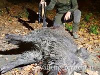 Ansitz auf schwarzwild in kroatien ! Keiler 100 euro !