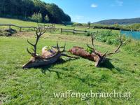 Rothirsch, Damhirschjagd und Muffelwidderjagd in Ungarn