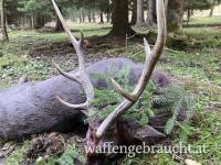 Jagd auf Sikahirsche in der Tschechischen  2023