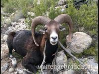 Jagd auf Steinbock (und Kombination Mufflon) in Beceite / Spanien