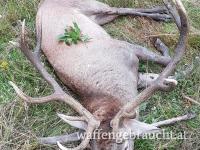 Rothirsch, Damhirschjagd und Muffelwidderjagd in Ungarn