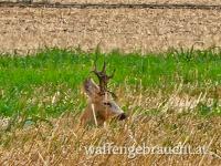 Rehbockjagd 500gr+