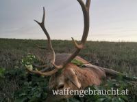 Abschusshirsch, Schwarzwild und Kahlwildjagd am Plattensee