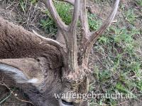 Rehbockjagd ab 15.4.2024 zwischen 300-600g