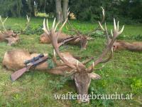 Rothirsch, Damhirschjagd und Muffelwidderjagd in Ungarn
