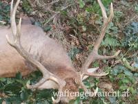 Hirsche und/oder Kahlwild in Ungarn