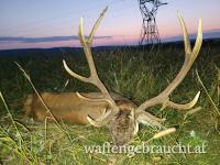 Rothirsch, Damhirschjagd und Muffelwidderjagd in Ungarn