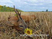 Rehbockjagd in West-Ungarn - Kombi mit Schmaltier und Sau möglich