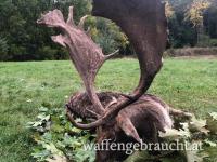 Rothirsch, Damhirschjagd und Muffelwidderjagd in Ungarn