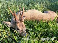 Rehbockjagd ab April in Ungarn