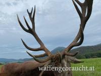 Rothirschjagd 2024 in einem Wildreservat (425 ha) in den kleinen Karpaten, nahe der Grenze zu Österreich.