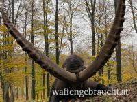 Alpensteinbockjagd