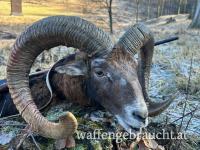 Muffeljagd 2024 in einem Wildreservat (425 ha) in den kleinen Karpaten, nahe der Grenze zu Österreich.