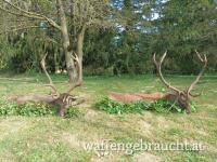 Rothirsch, Damhirschjagd und Muffelwidderjagd in Ungarn