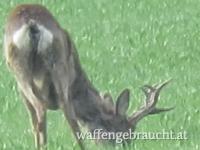 Rehbockjagd ab April in Ungarn