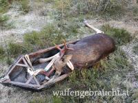 ELCHJAGDWOCHENENDE MITTELFINNLAND 16.10.-19.10.2026