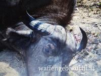 Büffelkuh in Südafrika – Reduktionsjagd zum Sonderpreis