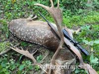 Rothirsch, Damhirschjagd und Muffelwidderjagd in Ungarn