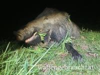 Pauschale Ansitzjagd in Ungarn 