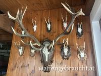 Rothirschjagd in Ungarn. Unschlagbare Preise in der Brunft!