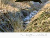 Elesko Forest - Weihnachtsgrüße!