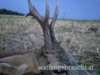 Rehbockjagd